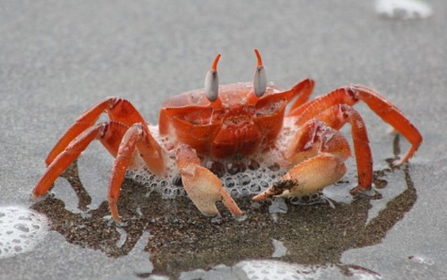 crab-g898cb7ac3_1.jpg