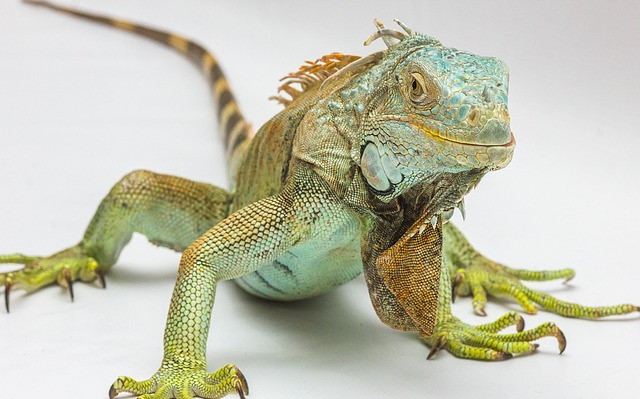 iguana-ga9abd8766_1.jpg