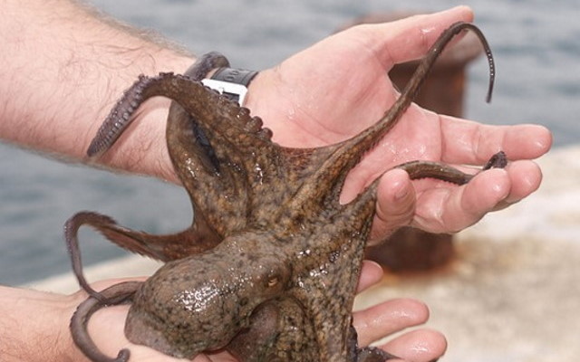 octopus-g3965aecc1_1.jpg