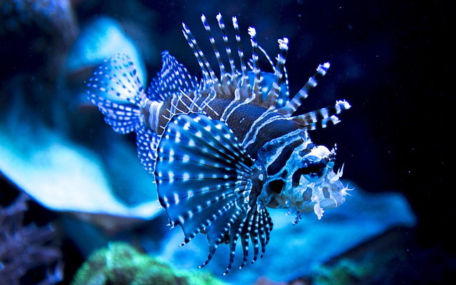 red-lionfish-g1c7584d61_1.jpg