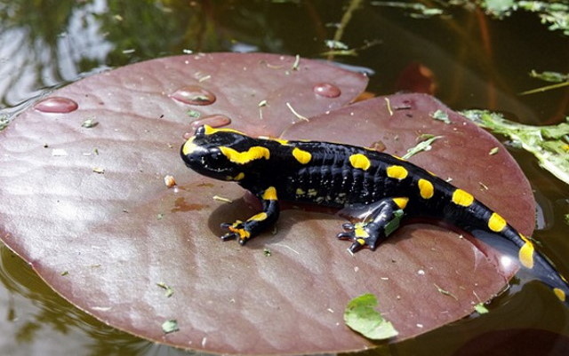 salamander-g55a9e98ab_1.jpg