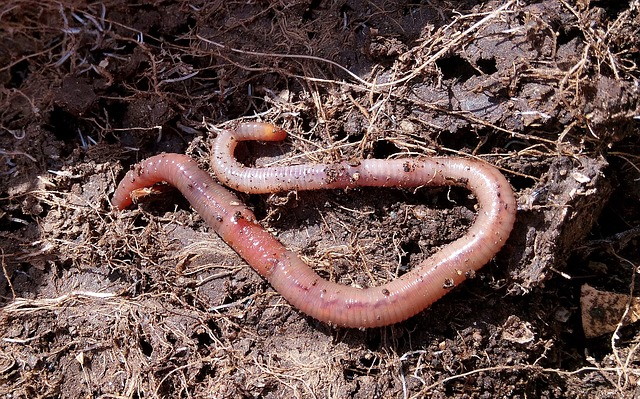 worm-gdd362aae2_1.jpg