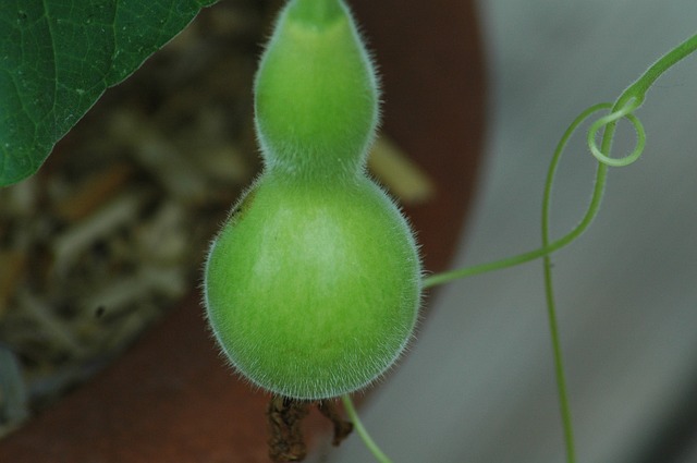 squash-gourd-g88cdf464d_640.jpg